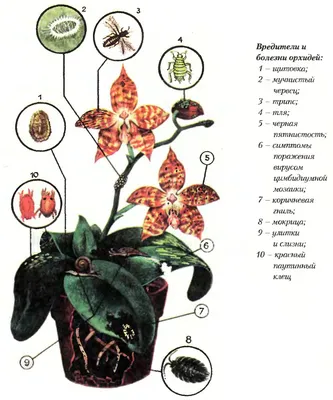 Квітулик. Продаж підлітків орхідей - Основные вредители орхидей: 1. Щитовка  и ложнощитовка 2. Красный паутинный клещ 3. Трипс 4. Улитки и слизни 5.  Мучнистый червец 6. Мокрица Как правило тревогу мы начинаем
