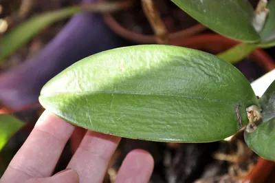 Орхидея фаленопсис: уход, борьба с болезнями и вредителями | Флористикс  Инфо | Дзен