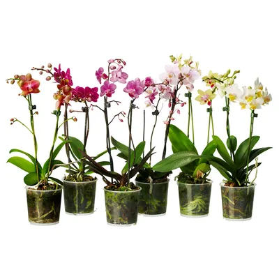 Орхидея Фаленопсис Микс 1 ветка d12 купить с доставкой в МЕГАСТРОЙ Ульяновск