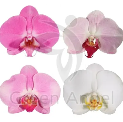 Орхидея фаленопсис мини | Купить в Москве в интернет-магазине
