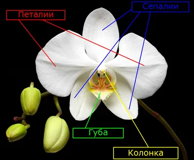 Орхидея Фаленопсис мультифлора 2 ствола в Москве по доступным ценам.  Заказать.