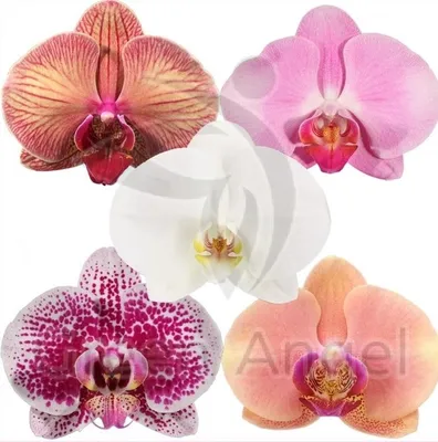 МИР ОРХИДЕЙ - виды орхидей, все об уходе, болезни и вредители орхидей -  Строение цветка орхидеи
