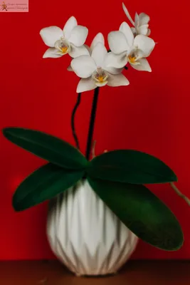 Уход за фаленопсис. Как вырастить здоровую орхидею