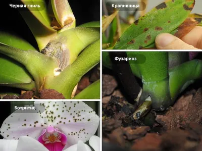 Болезни орхидеи (Фаленопсис) - вредители и методы борьбы с ними | Орхидеи,  Растения, Орхидея