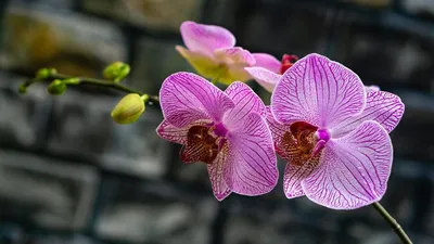 Орхидея Фаленопсис микс каскад в Москве по доступным ценам. Заказать.