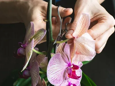 Орхидея Фаленопсис - «всё об уходе,советы начинающим,способы борьбы с  вредителями и реанимации орхидеи без корней фото прилагается!!!» | отзывы
