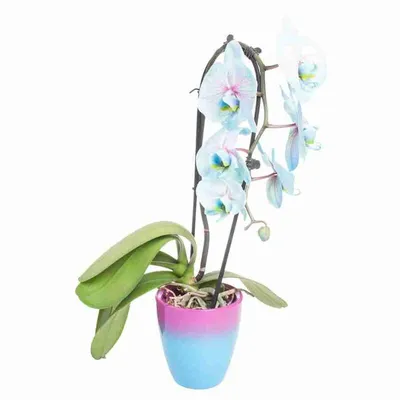 Обрезка поврежденных цветов орхидеи ножницами домашнее садоводство  разведение орхидей сухой темно-фиолетовый цветок насекомые-вредители  комнатных растений смерть орхидей крупным планом | Премиум Фото