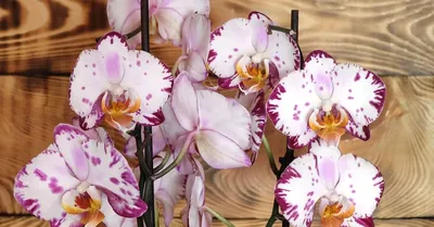 Популярные виды орхидей