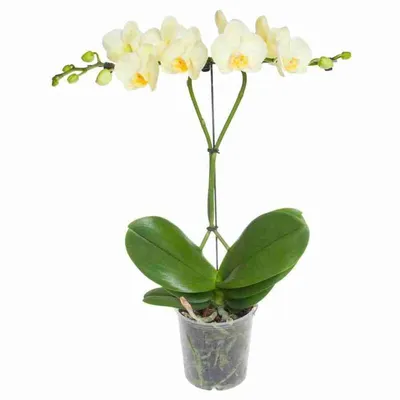 Фаленопсис Орхидея с одним цветоносом купить в магазине Мандарин