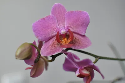 Сорта названия орхидей фаленопсис ❀ Phalaenopsis orchid varieties - YouTube