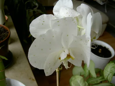 Советы любителям орхидей | «Сингента» в России