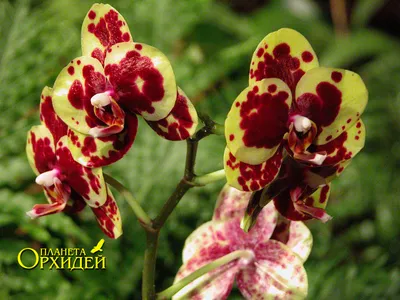 Для цветения орхидей @Olya Happy Orchids #орхидеи #орхидеиуход #орхид... |  TikTok