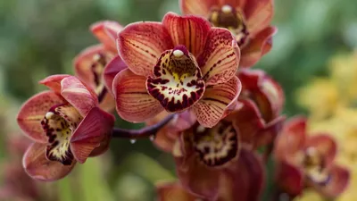 Болезни и вредители орхидей - Серая гниль