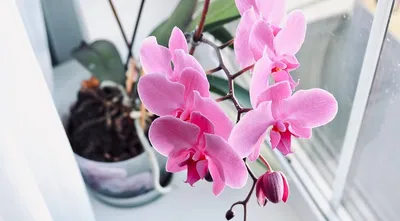 Купить орхидеи в Киеве. Орхидея Фаленопсис Аполло Phalaenopsis Apollo.  Цветущие, комнатные растения.