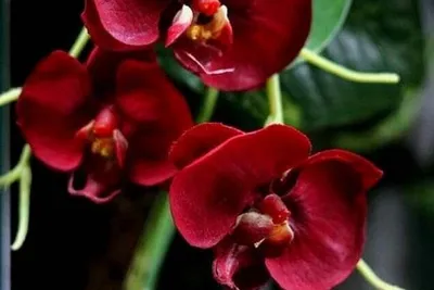 Вредители орхидей. Фото и лечение. | ВКонтакте