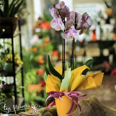 Почему орхидея теряет цветы и бутоны: причины, лечение и уход за орхидеей