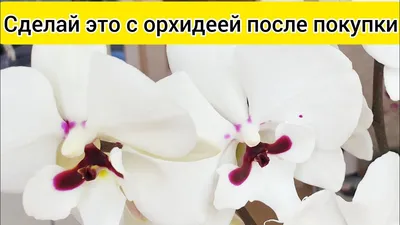 Орхидея фаленопсис: уход, болезни, виды, размножение - archidea.com.ua