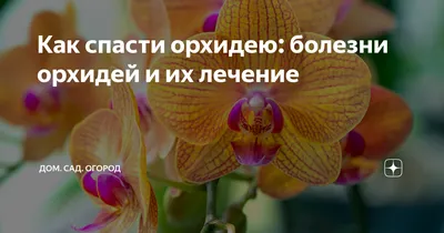 Что делать, если на орхидее появились липкие капли на листьях и цветоносе:  причины и решения проблемы с липким налетом на растении