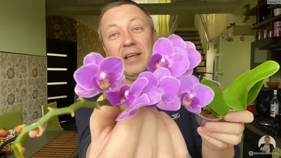 Орхидея Фаленопсис - «Орхидея фаленопсис - как правильно выбрать при  покупке, какой нужен грунт для ее комфортного существования, а также советы  по уходу.» | отзывы