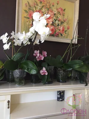 STICKY DROPS on LEAVES and ORCHID FLOWER. PANIC or JOY ??? My experience -  YouTube