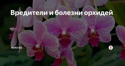 Вредители и болезни орхидей | Agro-Biz | Дзен