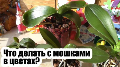 Почему орхидея теряет цветы и бутоны: причины, лечение и уход за орхидеей