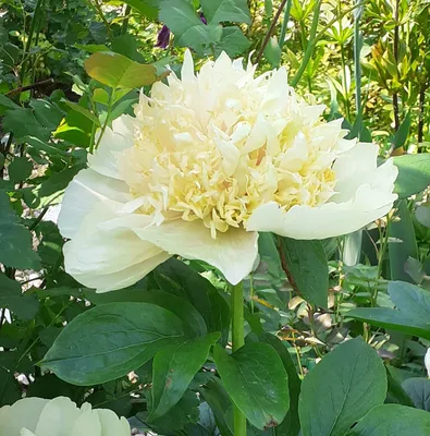 Болезни и вредители пиона, способы лечения | Урожайный огород🌼 | Дзен