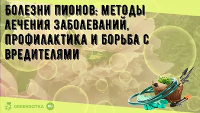 Пион Травянистый - «В моем детстве это были обычные дачные цветы с  муравьями, а теперь букет из пионов - модный тренд 😄 Получится ли  избавиться от вредителей подручными средствами» | отзывы