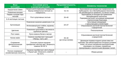 Всё о выращивании подсолнечника. Сорта, гибриды, технология. Посадка и  уход. Фото — Ботаничка