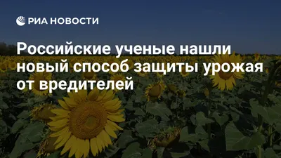 Подсолнечник: его производство, характеристики, технологии обработки и  районы выращивания