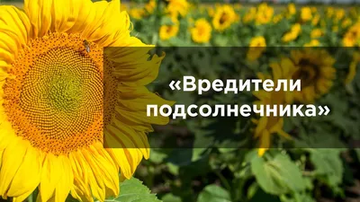 Как защитить посевы подсолнечника от вредителей в Украине в 2024 |  Агроэксперт-Трейд