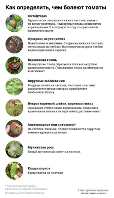 Болезни томатов и способы борьбы с ними - 7 августа 2021 - 74.ру