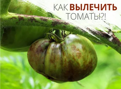 Борьба с вредителями и болезнями томатов
