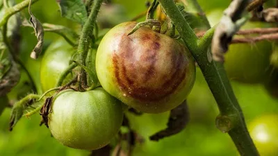 Томаты: выращивание и борьба с фитофторой