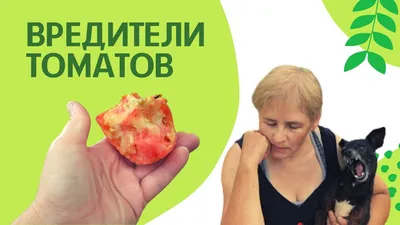 Бурая пятнистость томатов - Журнал Хозяин