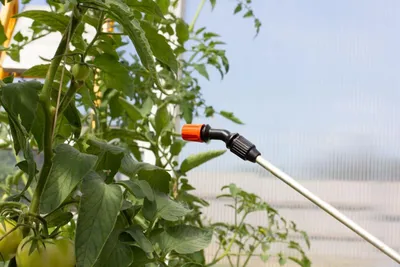 Виды вредителей на томатах и эффективные методы для борьбы с ними