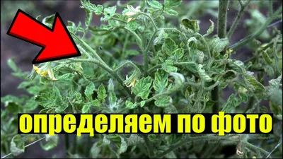 Какие существуют болезни и вредители томатов? | Ферма.expert 🌿 | Дзен