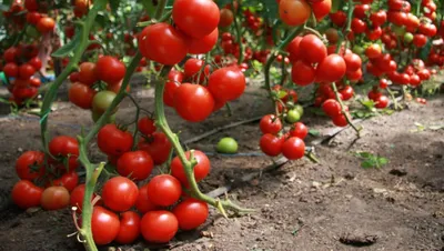 Нематода на помидорах: как бороться в теплице и открытом грунте - Ортон
