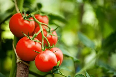 Вредители томатов и способы борьбы с ними