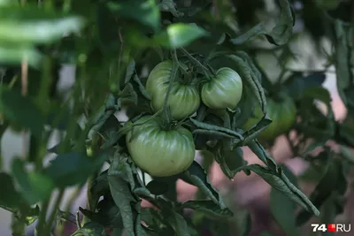 Вредители томатов - перечень насекомых и болезней