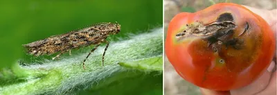 Чем нужно опрыскивать томаты в июне и июле, чтобы сберечь и повысить урожай  | На грядке (Огород.ru)