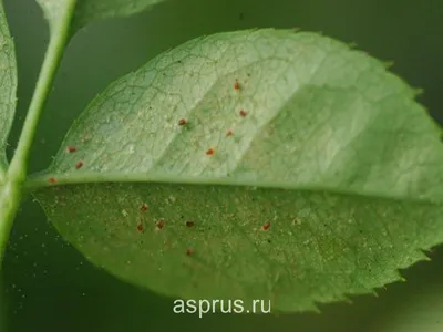 Вредители роз и меры борьбы с ними | Интернет-магазин садовых растений