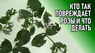 Фотоопределитель болезней и вредителей роз с описанием, лечением и мерами  борьбы | Посадка деревьев, Укоренение роз, Розы
