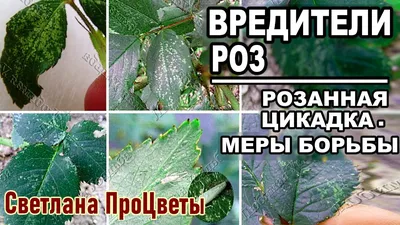 Вредители роз и меры борьбы с ними | Интернет-магазин садовых растений