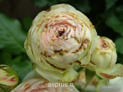 Тля на розах