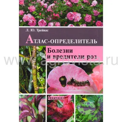 Фотоопределитель болезней и вредителей роз с описанием, лечением и мерами  борьбы | В цветнике (Огород.ru)