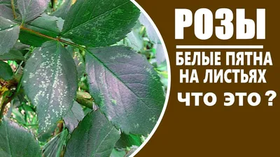 Вредители роз и средства борьбы с ними, обработка, профилактика.