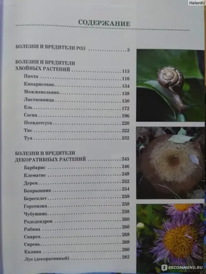 Боремся с болезнями и вредителями роз - Бобёр.ру