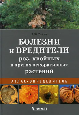 Болезни и вредители роз, с которыми мы чаще всего сталкиваемся. Описание,  фото — Ботаничка