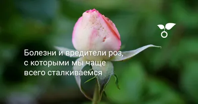 Вредители роз - красивые фото